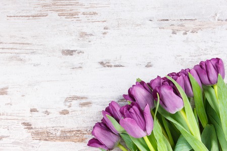 Bouquet of fresh purple tulips for different occasions, copy space for text or inscription on white rustic boards, spring decorationの写真素材