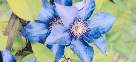 Blooming clematis with green leaves in sunny garden, seasonal flowers conceptの写真素材