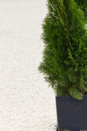 Green thuja and footpath or sidewalk made of small white stonesの写真素材