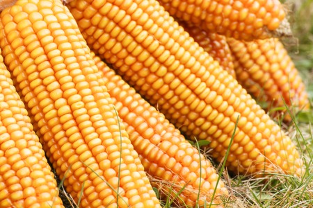 Fresh ripe corn, concept of healthy nutrition and vegetable harvest
