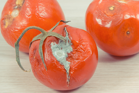 Old wrinkled moldy tomatoes on board, unhealthy and disgusting eatingの写真素材