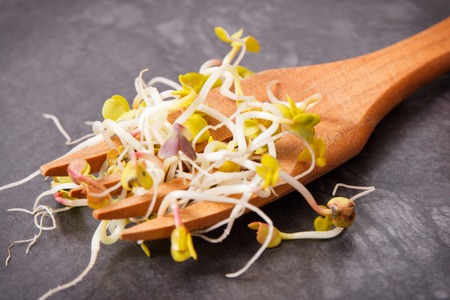 Fresh nutritious sprouted radish seeds on wooden fork, healthy lifestyle and nutrition conceptの写真素材