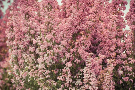 Vintage photo, Blooming heathers in park or garden, concept of seasonal flowersの写真素材