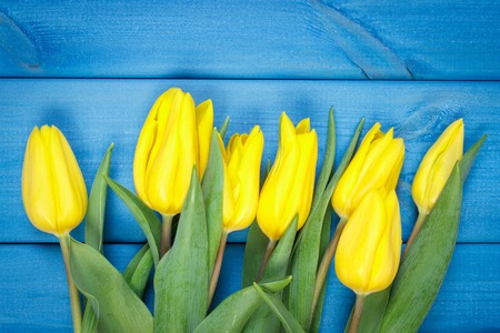 Bouquet of fresh yellow tulips lying on blue wooden boards, spring decorationの写真素材