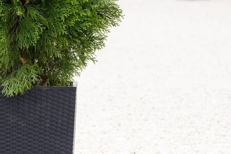 Green thuja and footpath or sidewalk made of small white stones in park or gardenの写真素材