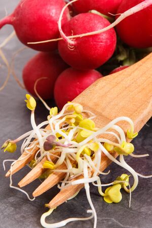 Nutritious radish sprouts as source natural vitamins and minerals, concept of healthy lifestyle and nutritionの写真素材