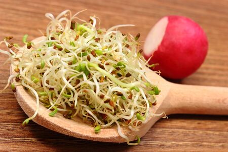 Fresh alfalfa sprouts on wooden scoop and radish. Healthy nutrition conceptの写真素材