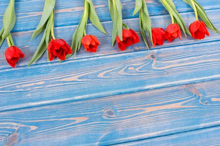 Bouquet of red tulips for birthday or other celebration lying on blue boards, spring decoration, copy space for text or inscriptionの写真素材