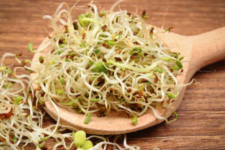 Fresh nutritious radish sprouts as source natural vitamins and minerals. Healthy nutritionの写真素材