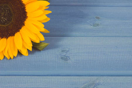 Beautiful and vibrant yellow sunflower with green leaves on blue background. Decoration and summer time concept. Copy space for text or inscriptionの写真素材