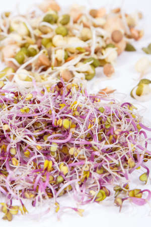 Nutritious different sprouts as source natural vitamins and minerals. Healthy nutrition. White backgroundの写真素材