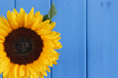 Beautiful and vibrant yellow sunflower on blue background. Decoration and summer time concept. Place for text or inscriptionの写真素材