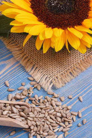 Sunflower seeds with wooden spoon and beautiful yellow flowerの写真素材