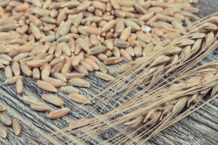 Heap and ears of rye grain on old rustic wooden board. Agriculture conceptの写真素材