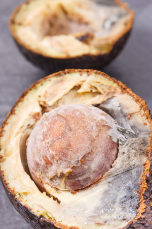Two halves of an avocado with mold on dark wooden background. Unhealthy food