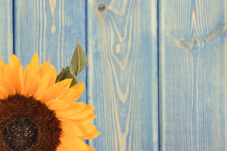 Beautiful and vibrant yellow sunflower on old rustic blue boards background. Decoration and summer time concept. Place for text or inscriptionの写真素材