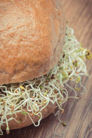 Alfalfa and radish sprouts with slice of bread or roll. Healthy addition to sandwiches. Source natural vitamins and mineralsの写真素材