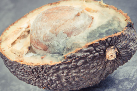 Old moldy avocado on dark wooden board. Unhealthy and disgusting fruit