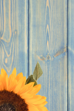 Beautiful and vibrant yellow sunflower on old rustic blue boards background. Decoration and summer time concept. Copy space for text or inscriptionの写真素材