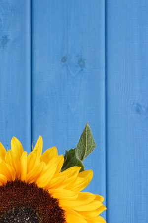 Beautiful and vibrant yellow sunflower on blue background. Decoration and summer time concept. Place for text or inscriptionの写真素材