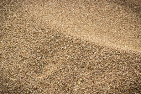 Heap of rye or wheat grain after harvestの写真素材