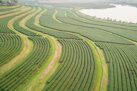 Green tea plantation in north of Thailand. Aerial view from flying drone