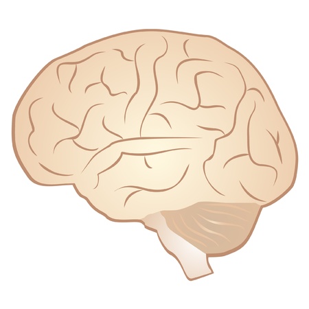 Drawing of a human brain