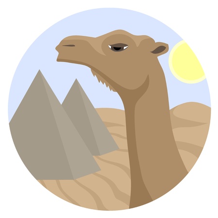 Camel desert