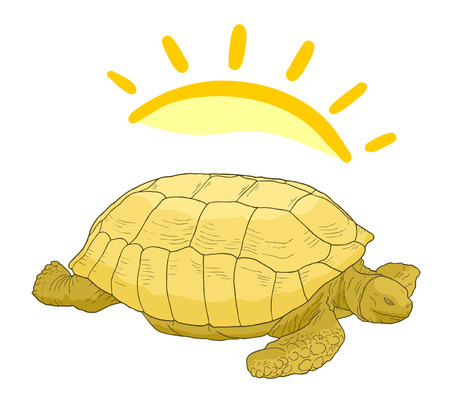 Turtle sunのイラスト素材
