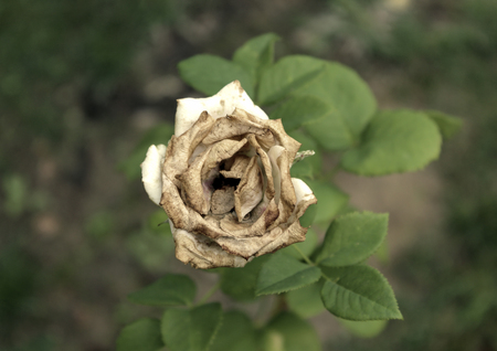 Dry flowerの写真素材