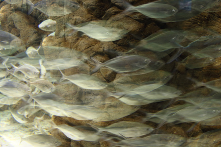 Fish shoal motion effectの写真素材
