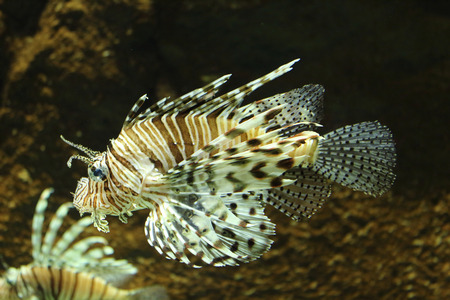Nice fish