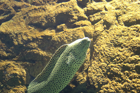 Photo of underwater oceanの写真素材