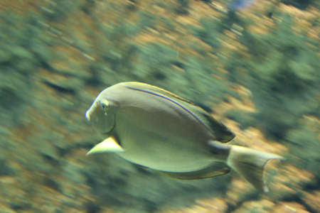Photo of big fish