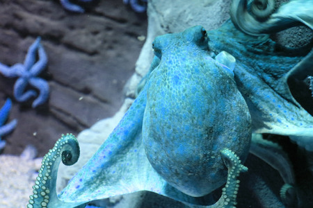 Big octopus
