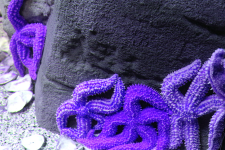 Purple ocean starfishの写真素材