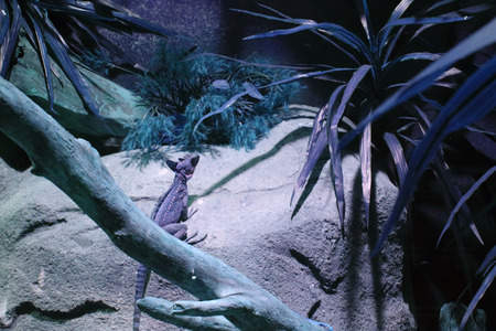 Reptile habitat photoの写真素材
