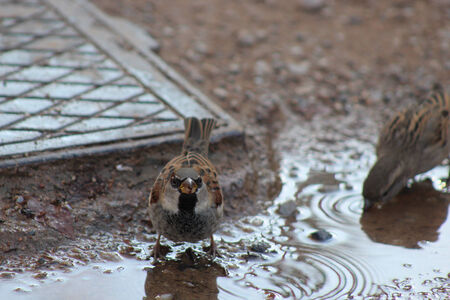 Small gorrionの写真素材