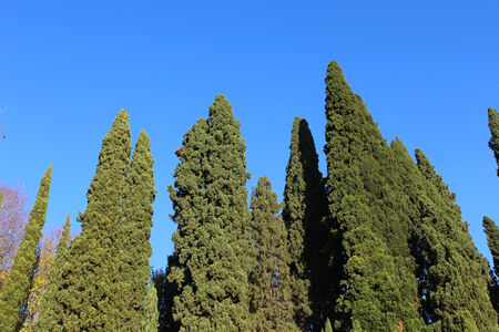 Nature vegetationの写真素材