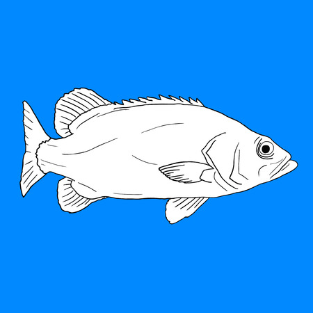 Vector fishのイラスト素材