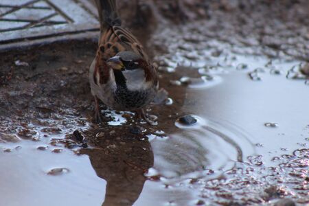 Small gorrionの写真素材