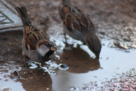 Small gorrionの写真素材