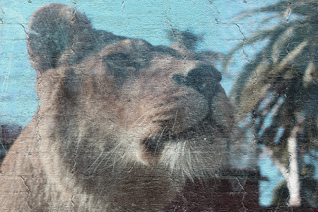 old mural with lion faceの写真素材
