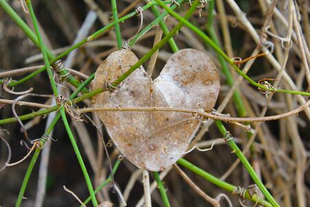 imaginate heartの写真素材