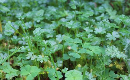 nice plantsの写真素材