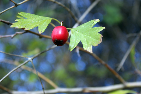 small red fruitの写真素材