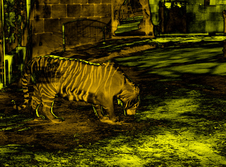 imaginative tigerの写真素材