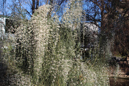 bush detailの写真素材