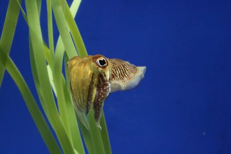 Fish of aquarium