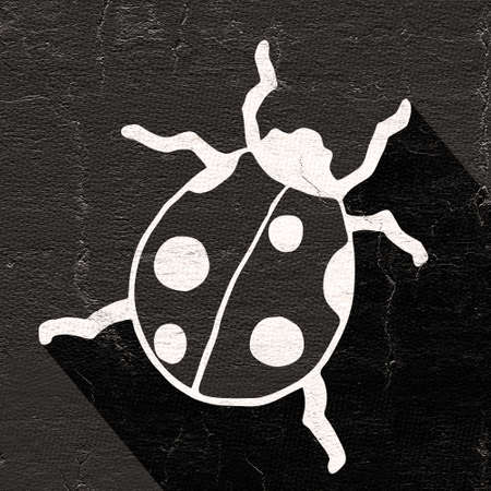 black ladybugの写真素材